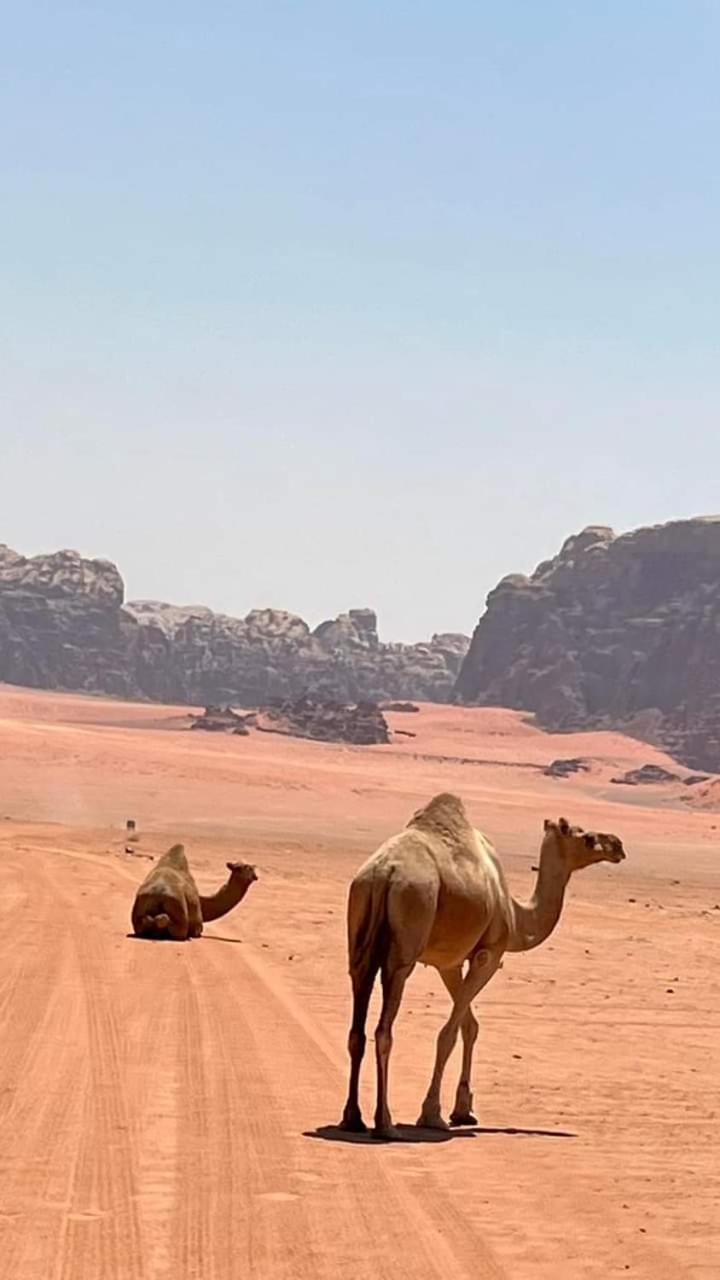 Enad Desert Camp Wadi Rum Extérieur photo